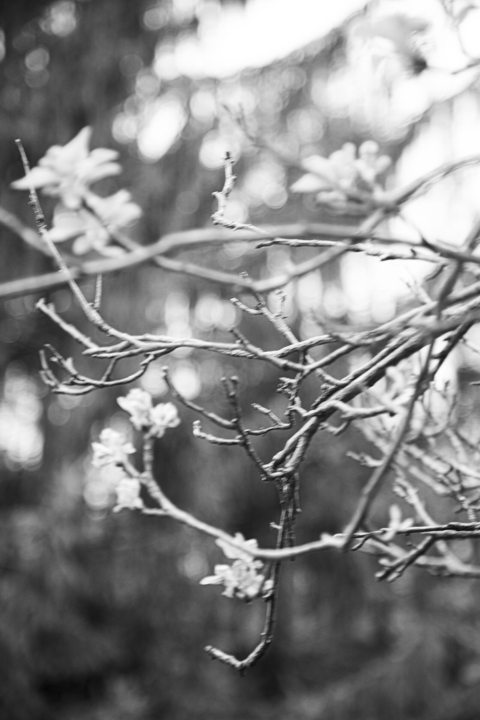Canon EOS 5D Mark IV sample photo. Texture, tree, bark photography