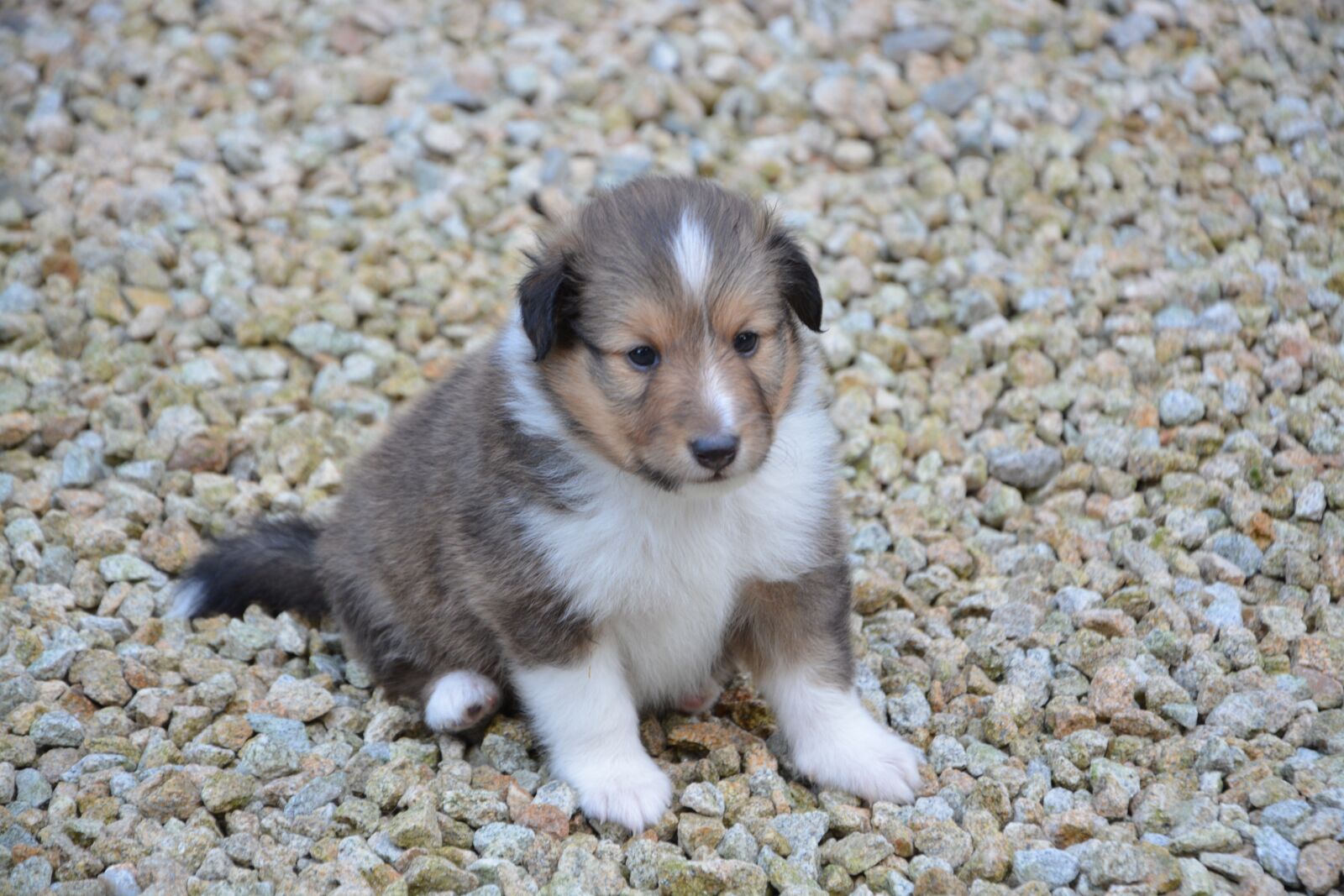 Nikon D5200 sample photo. Dog, pup, puppy photography