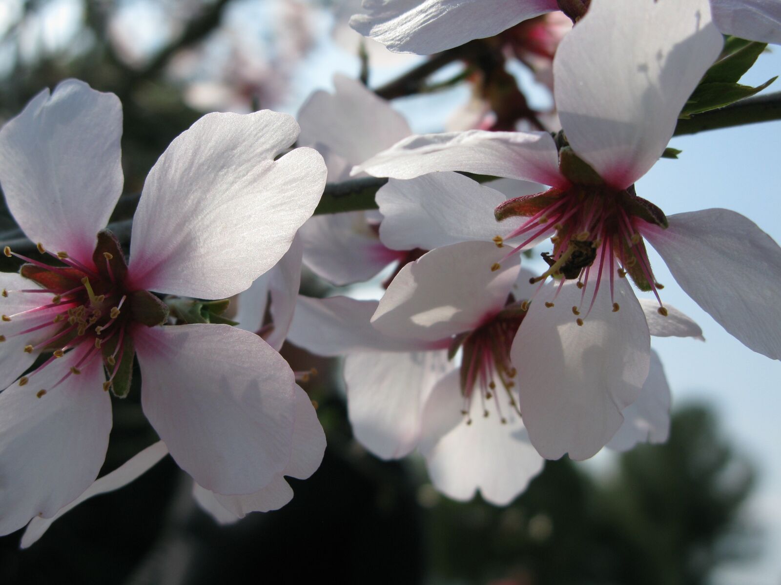 Canon POWERSHOT G9 sample photo. Almond tree flower, winter photography