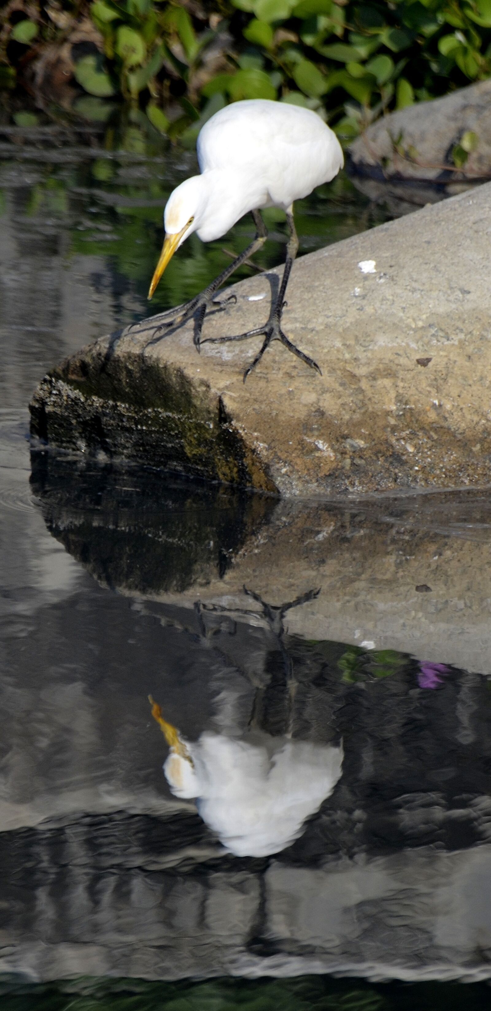 Nikon D5100 sample photo. Bird, reflection, lake photography