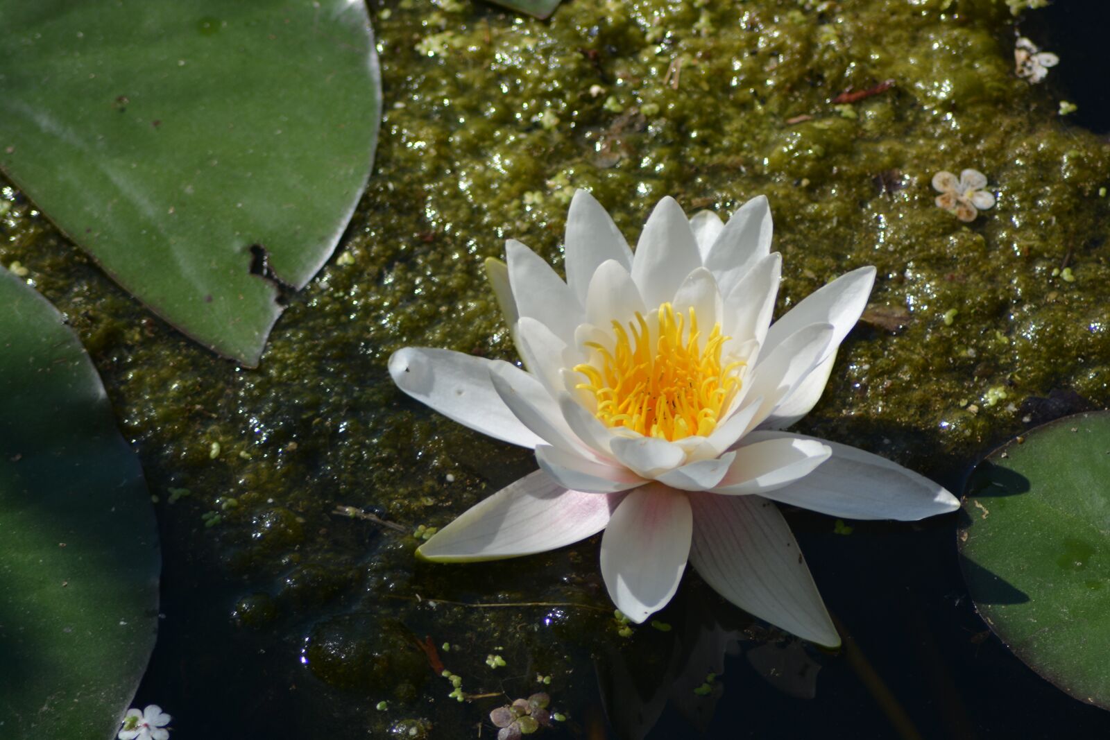 Nikon D7100 sample photo. Lotus, flower, white photography