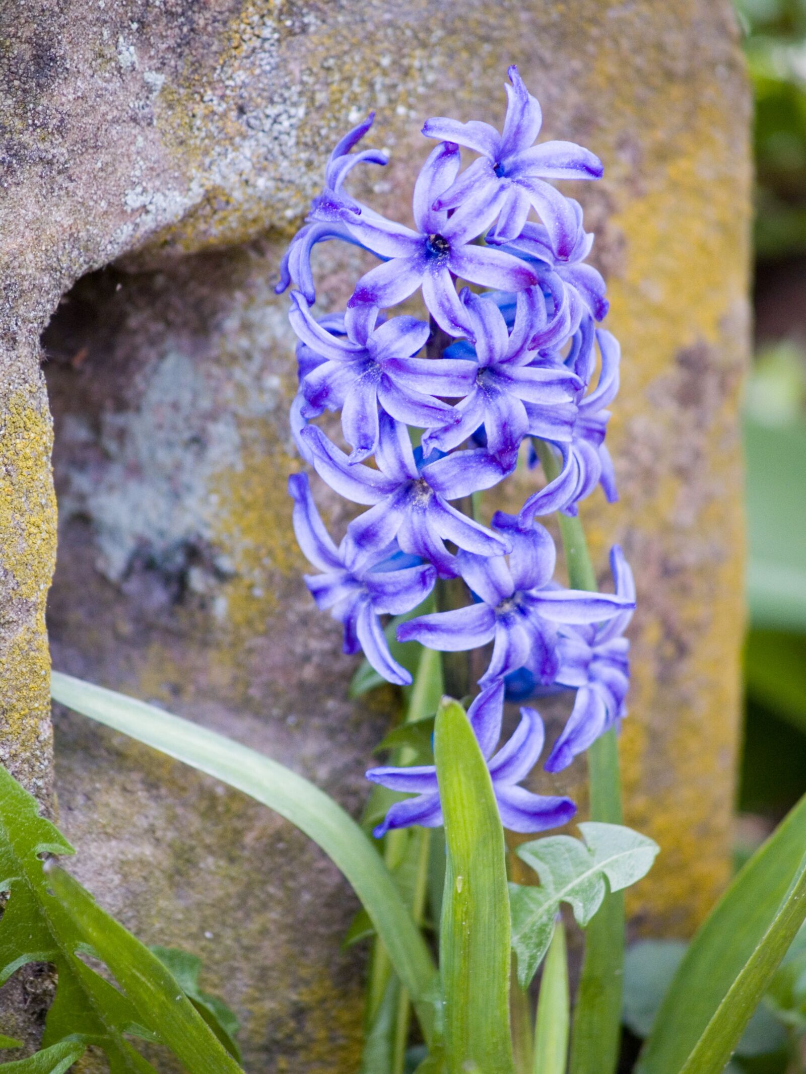 Olympus E-300 (EVOLT E-300) sample photo. Flower, nature, plant photography