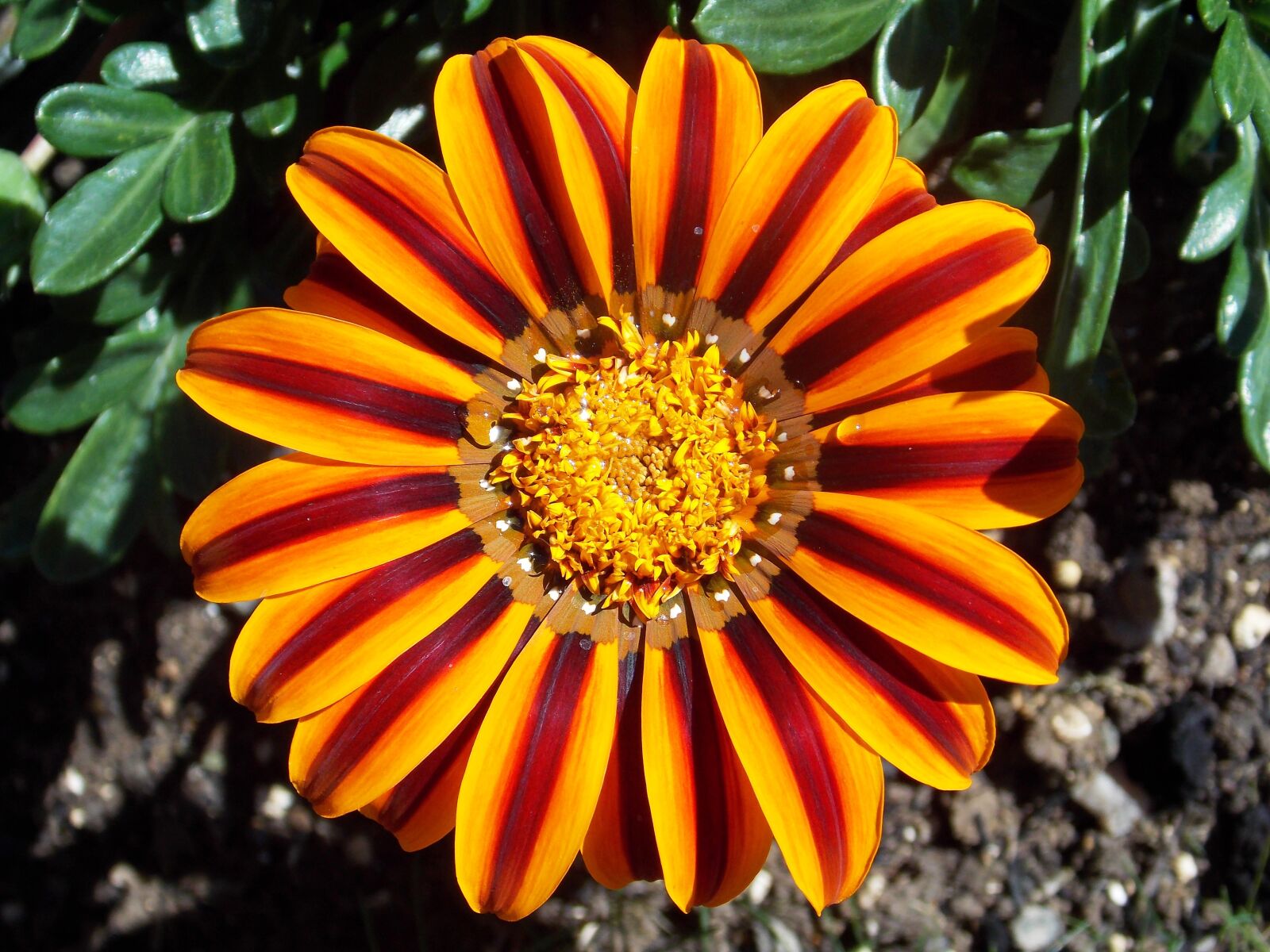 Nikon Coolpix L810 sample photo. Flower, petals, starbright photography