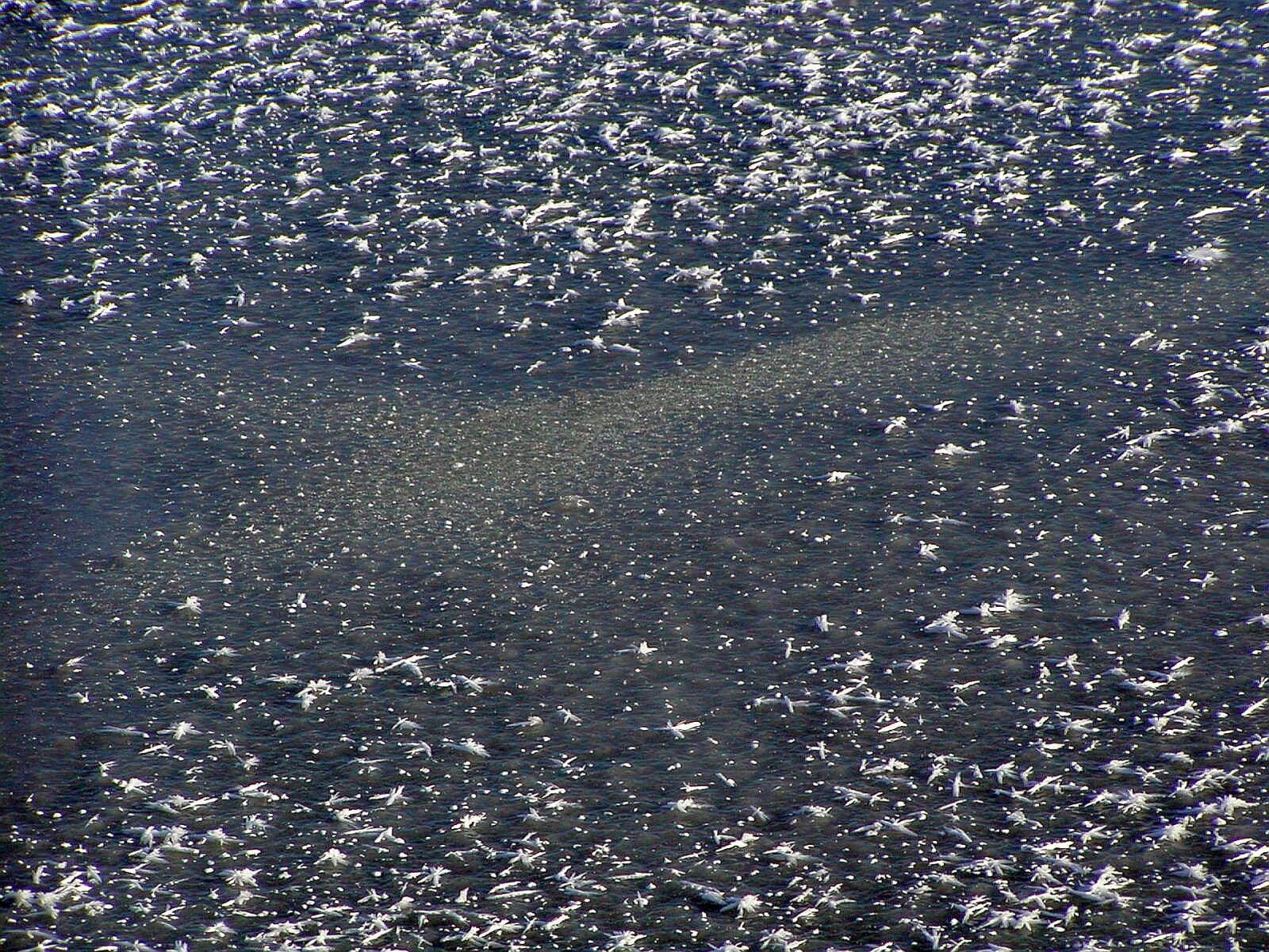 Olympus C700UZ sample photo. Surface, frost, ice photography