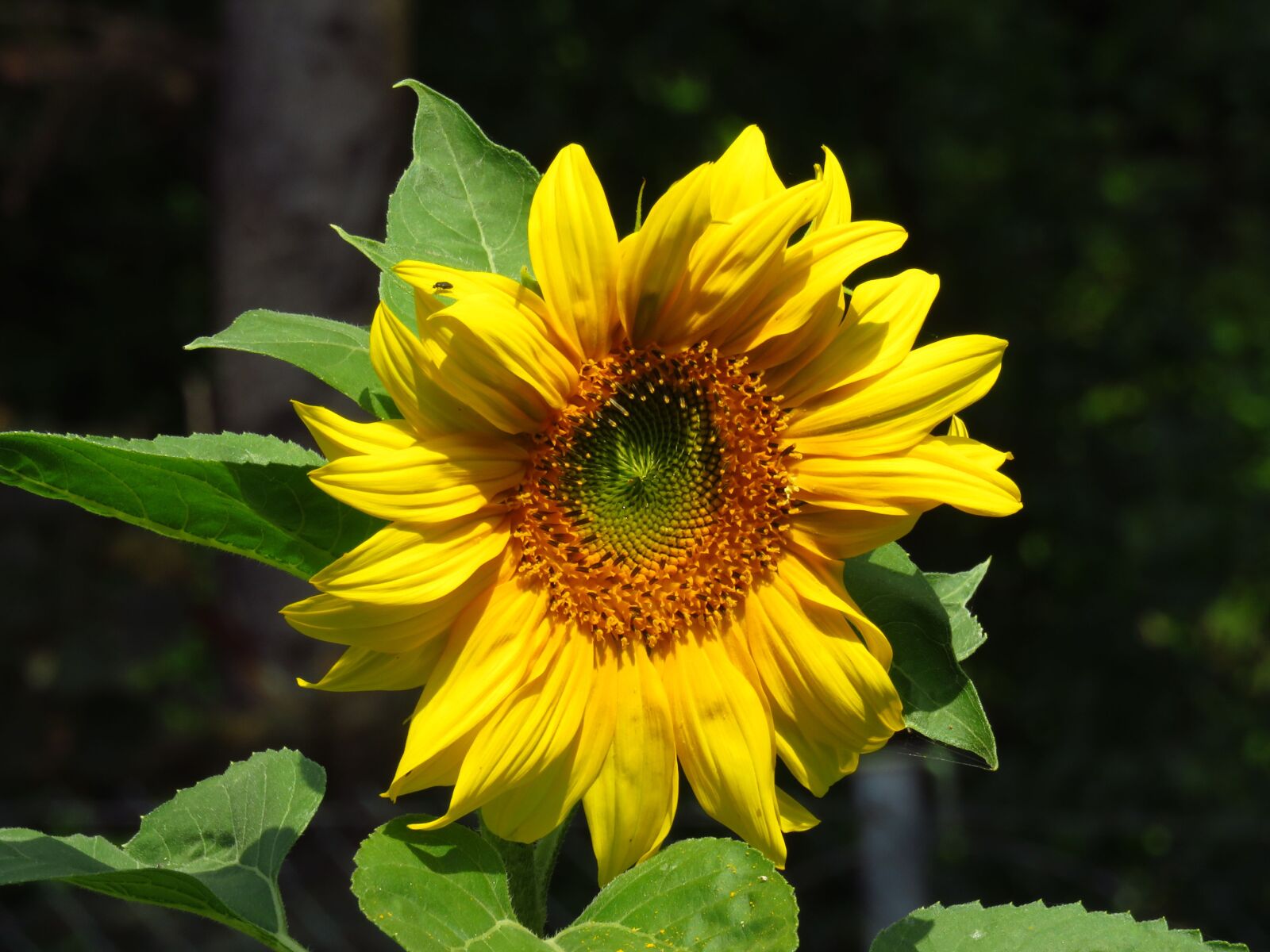 Canon PowerShot SX710 HS sample photo. Sunflower, yellow, summer photography