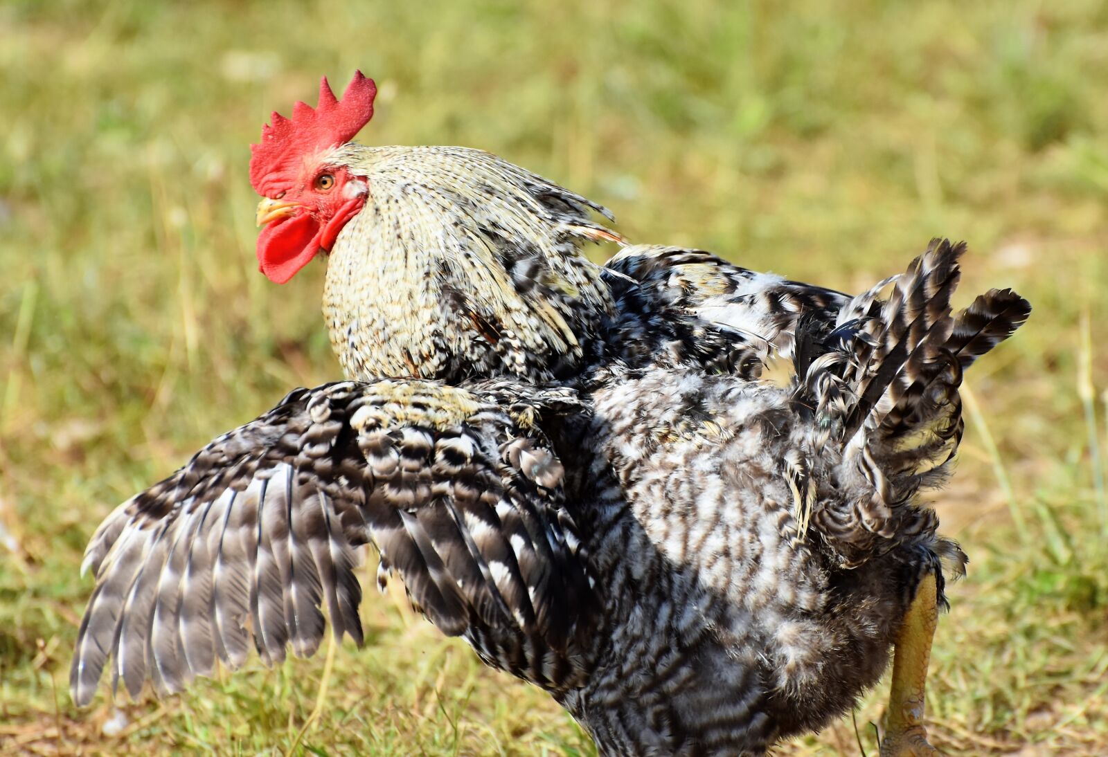 Nikon D7200 sample photo. Hahn, rooster head, crow photography