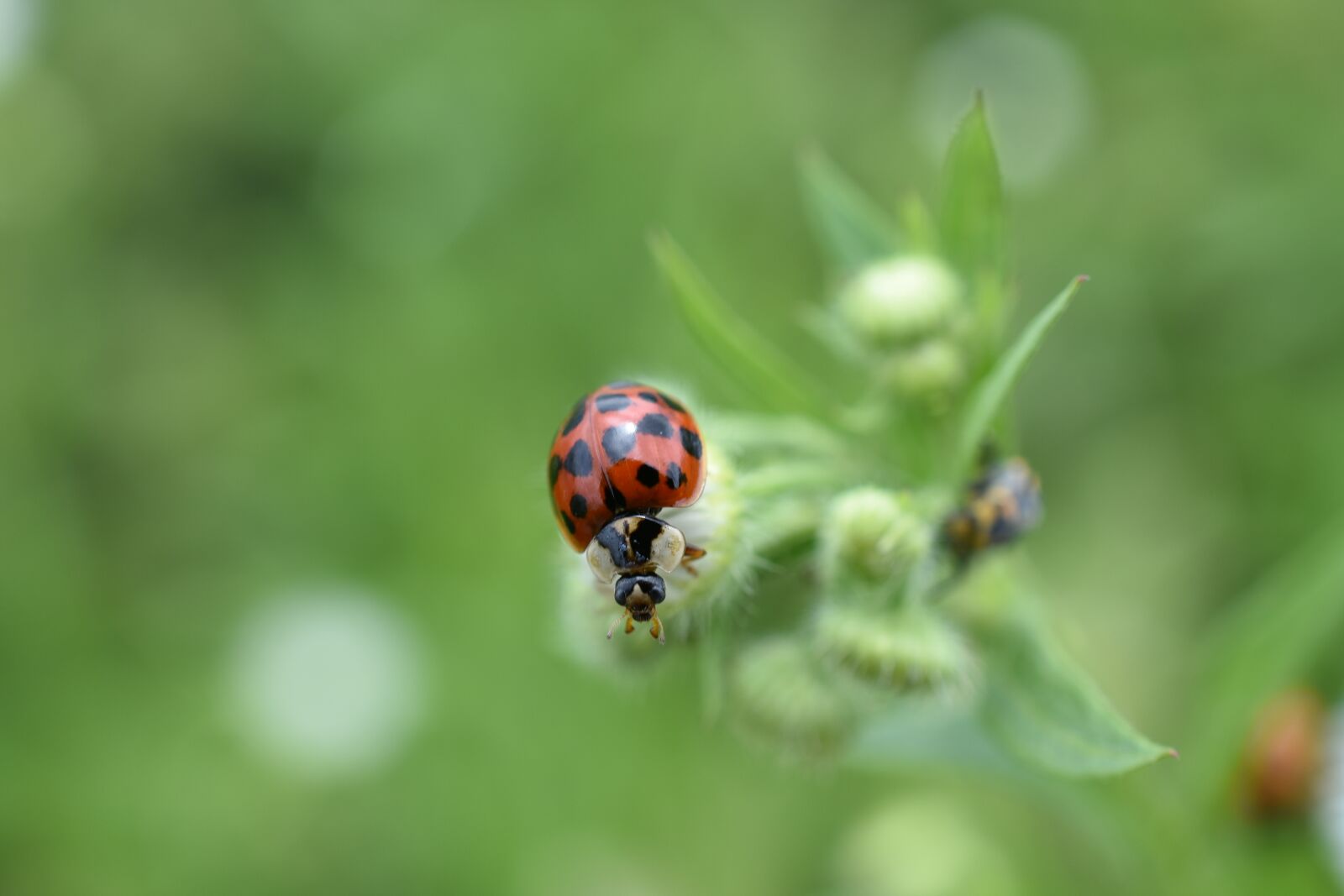 Nikon D7200 sample photo. Ladybug, red, affix photography