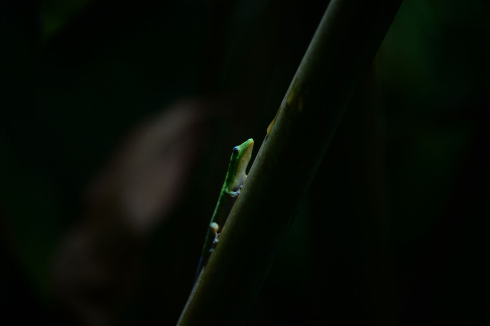 Nikon Df sample photo. Gecko, hawaii, island of photography