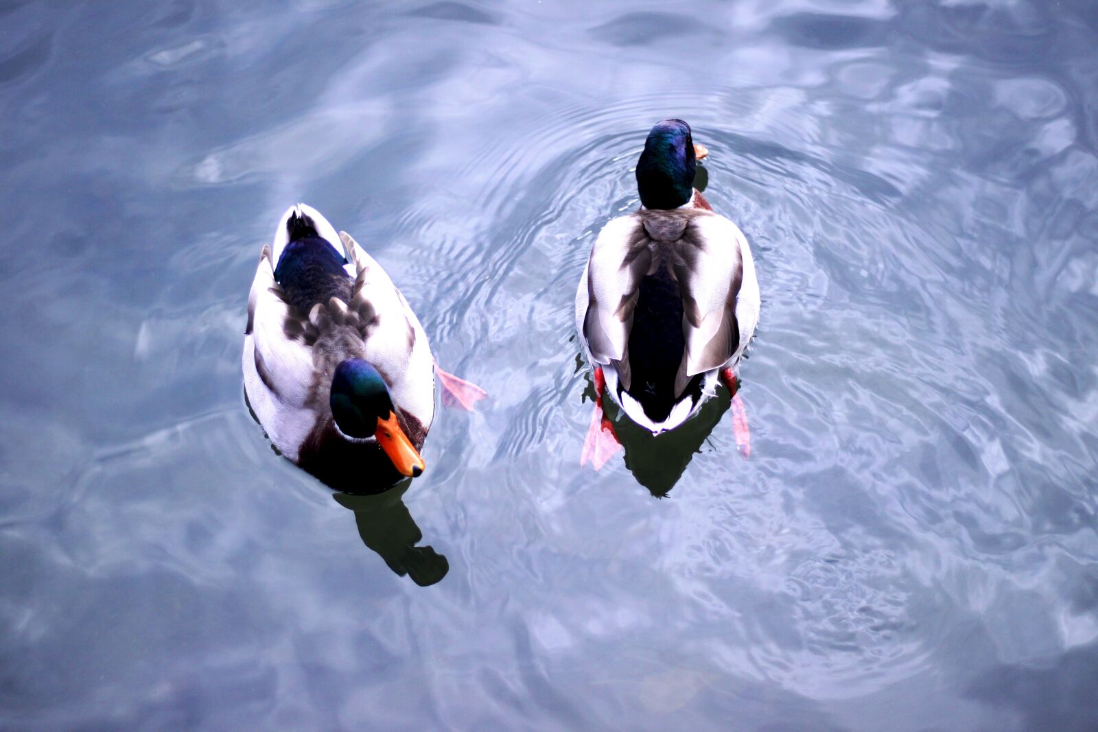 Canon EOS 500D (EOS Rebel T1i / EOS Kiss X3) sample photo. Ducks, lake, water photography