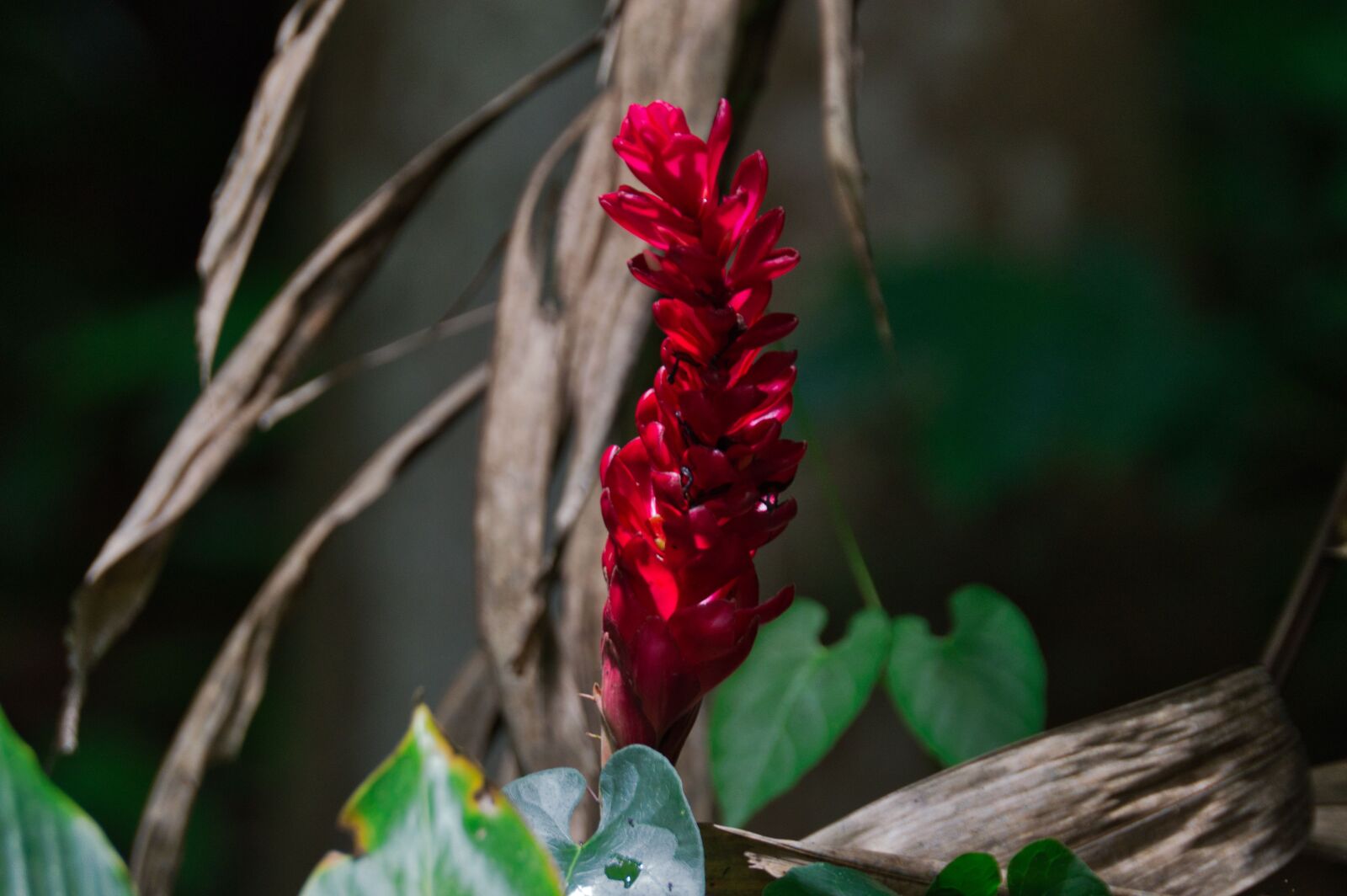 Nikon D3200 sample photo. Costa rica, alpinia, flower photography
