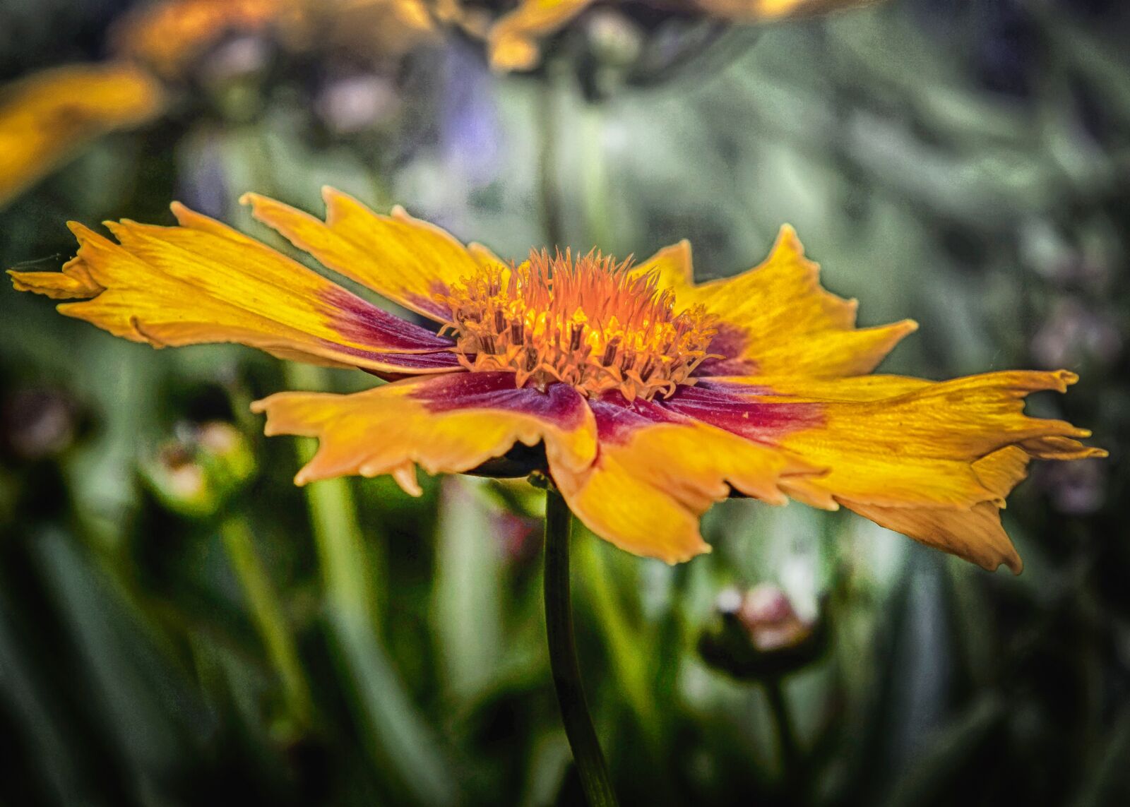 Canon EOS 50D + Canon EF 24-105mm F4L IS USM sample photo. Gailardia, hdr, flower photography