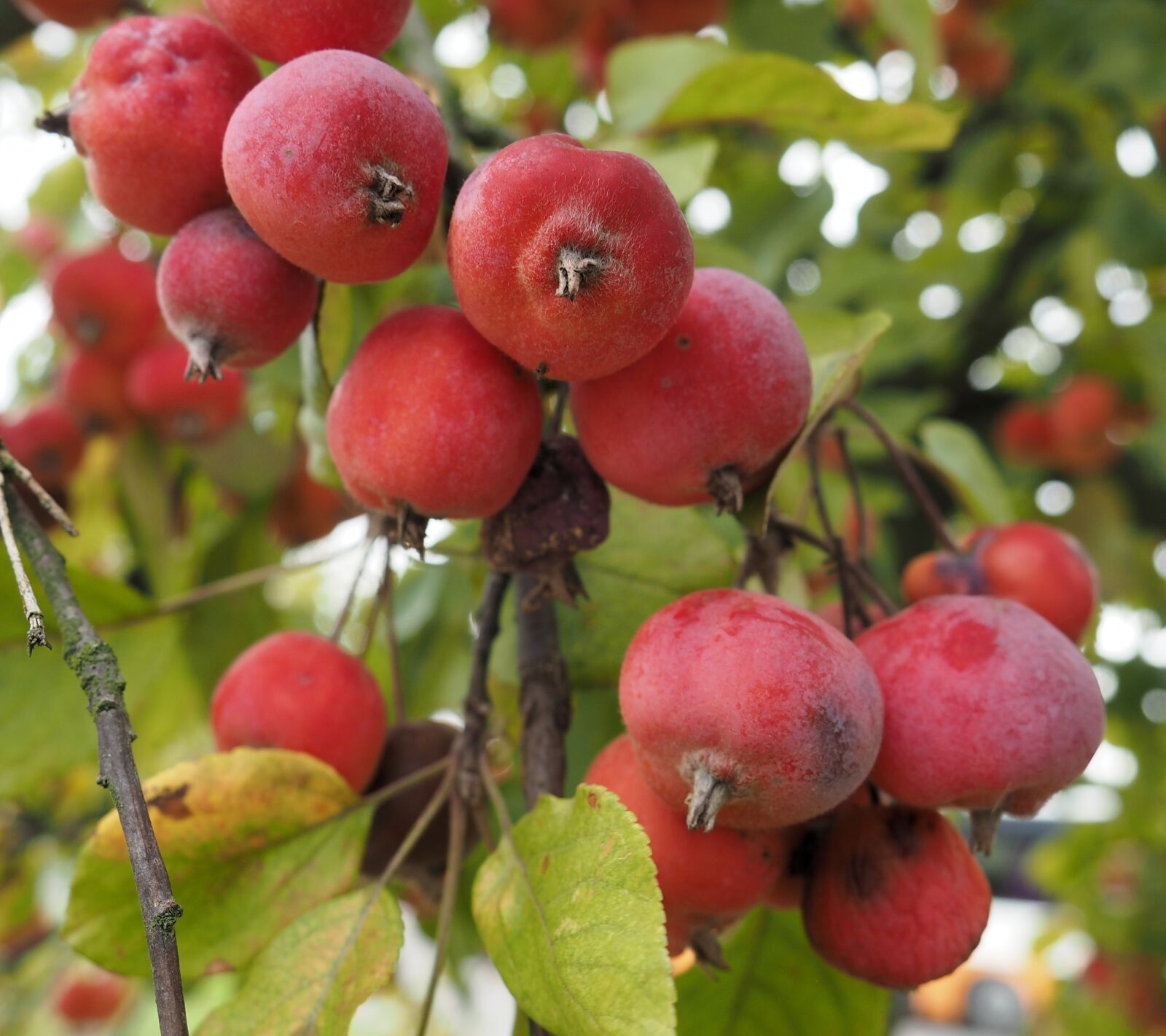 Olympus PEN E-PL8 sample photo. Crab apple, fruit, botany photography