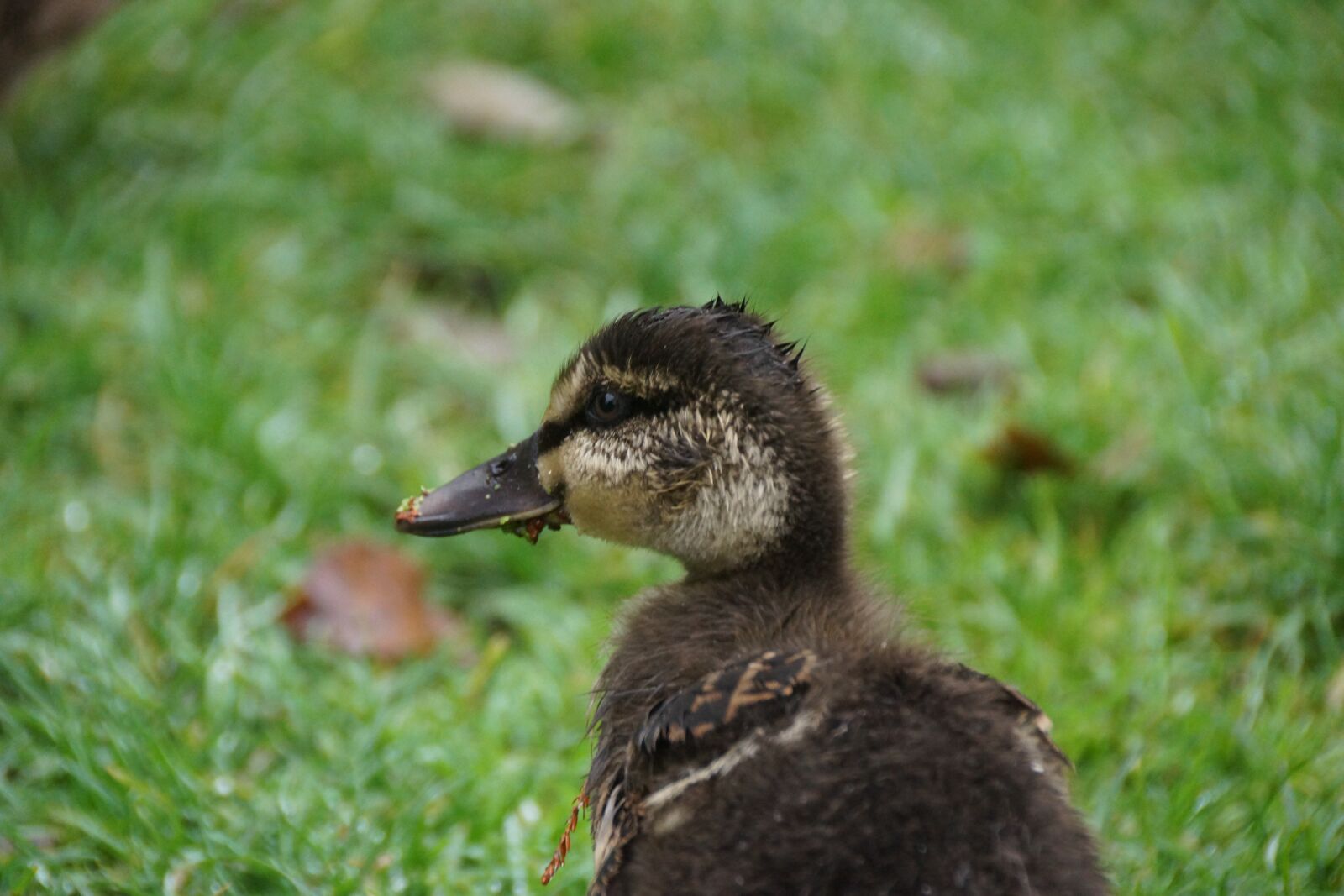 Sony SLT-A77 + Sony DT 18-250mm F3.5-6.3 sample photo. Duck, duckling, baby photography