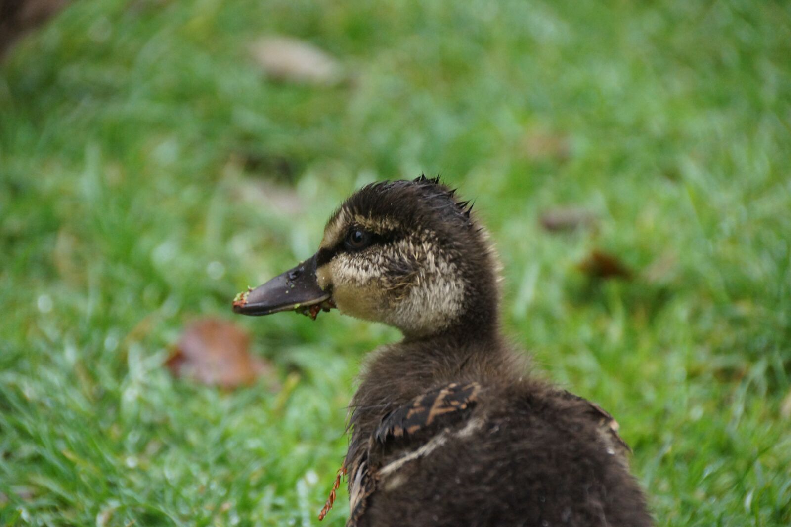 Sony DT 18-250mm F3.5-6.3 sample photo. Duck, duckling, baby photography