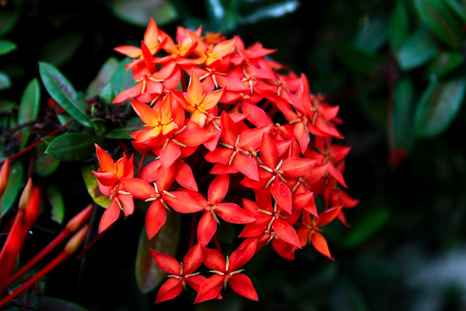 Canon EOS 1100D (EOS Rebel T3 / EOS Kiss X50) sample photo. Ixora, flower, garden photography