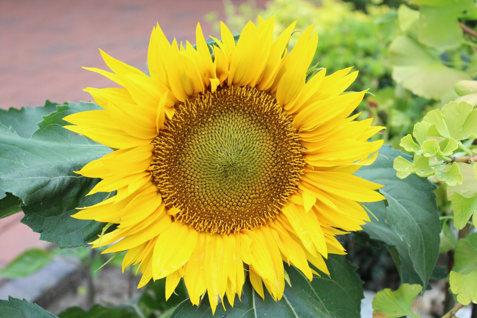 Canon EOS 1200D (EOS Rebel T5 / EOS Kiss X70 / EOS Hi) sample photo. Sunflower, plant, summer photography