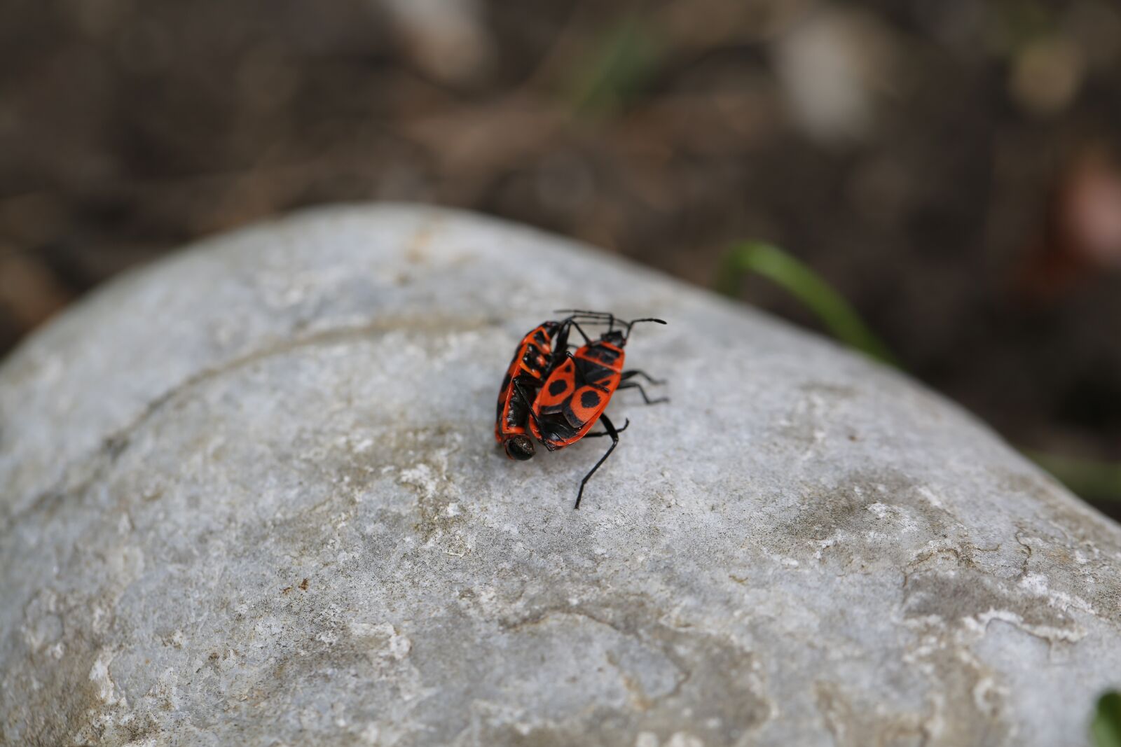 Canon EF 100mm F2.8L Macro IS USM sample photo. Beetle, fire beetle, legs photography