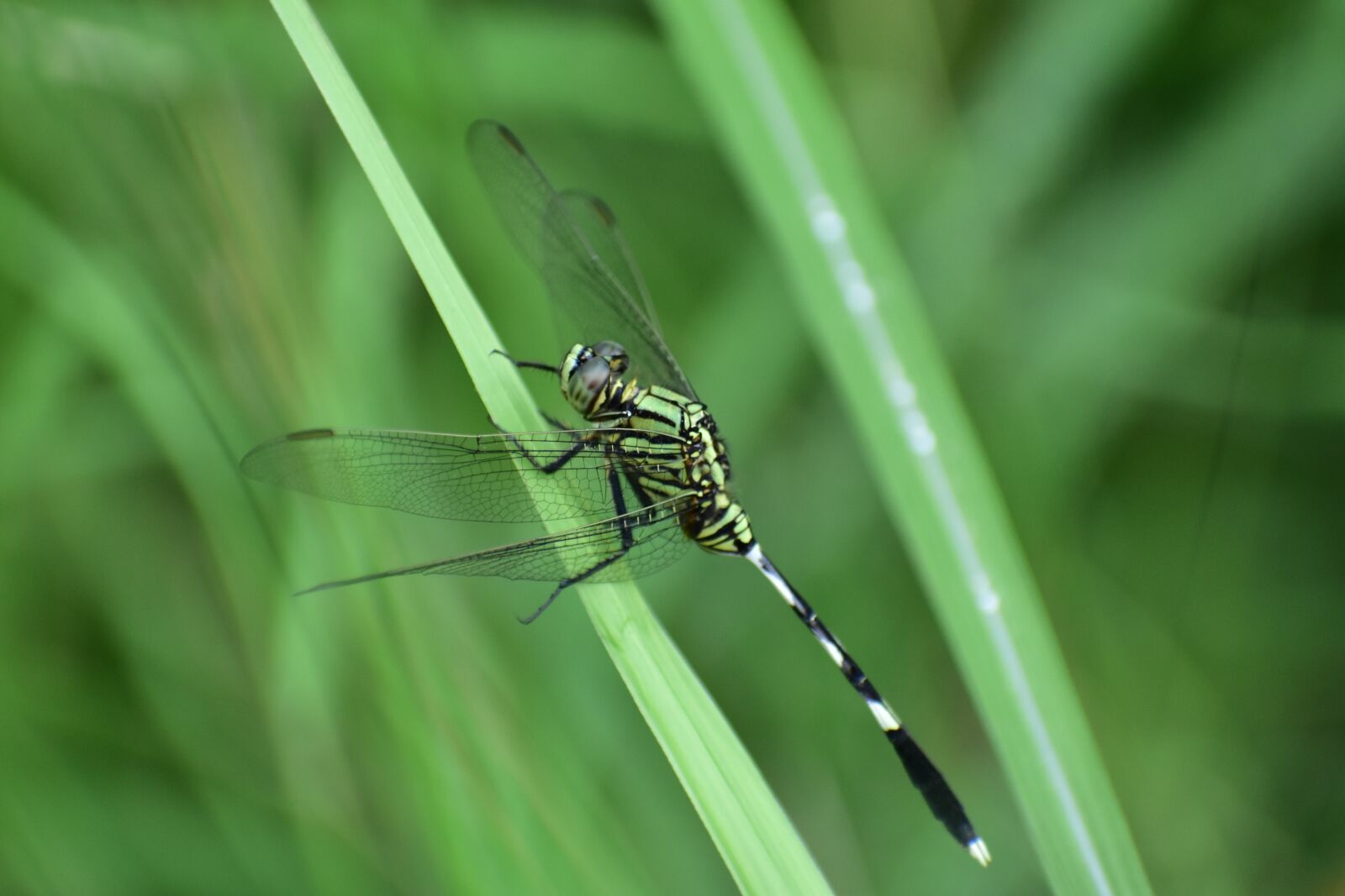 Nikon D3400 sample photo. Dragonfly, insect, predatory insect photography
