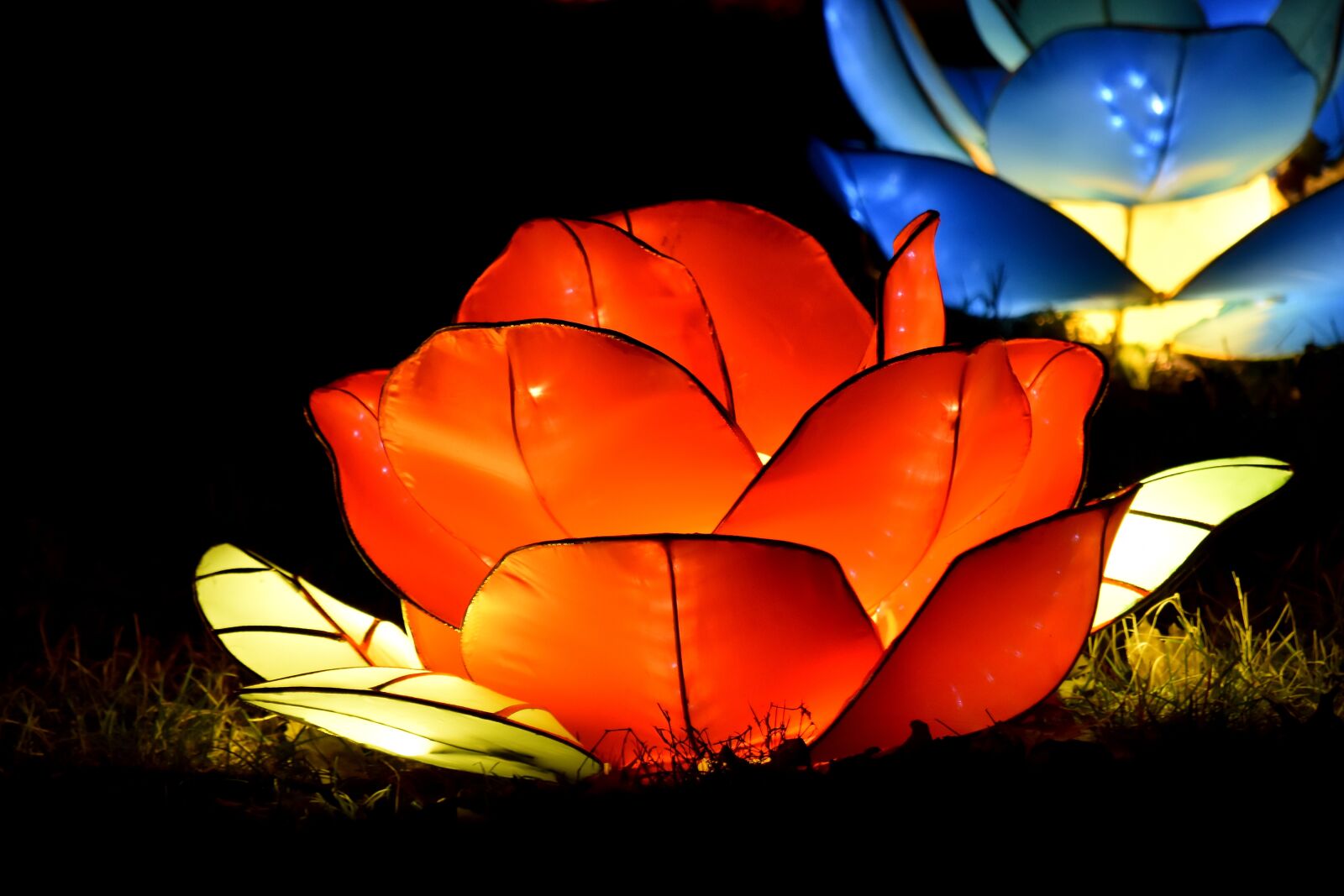 Nikon D5500 sample photo. Darkness, electricity, flower, handmade photography