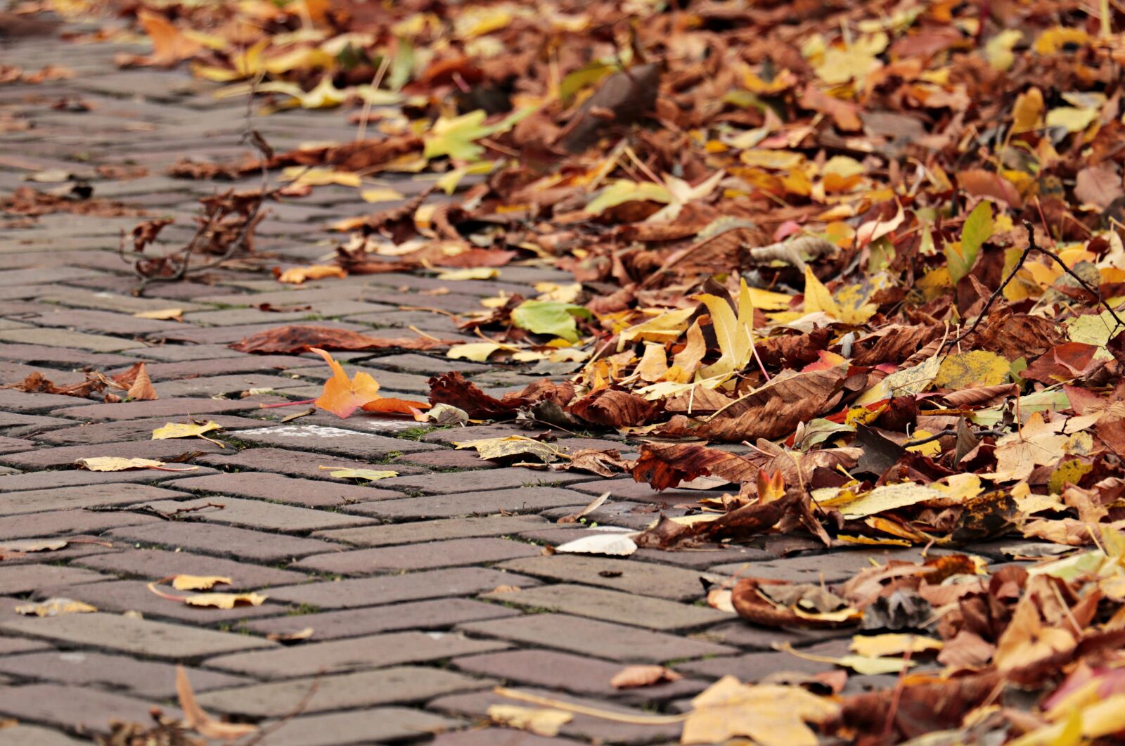 Canon EOS 80D sample photo. Autumn, away, leaves photography