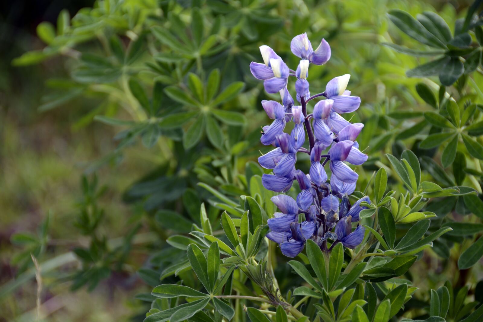 Nikon D7100 sample photo. Lupine, plant, purple photography