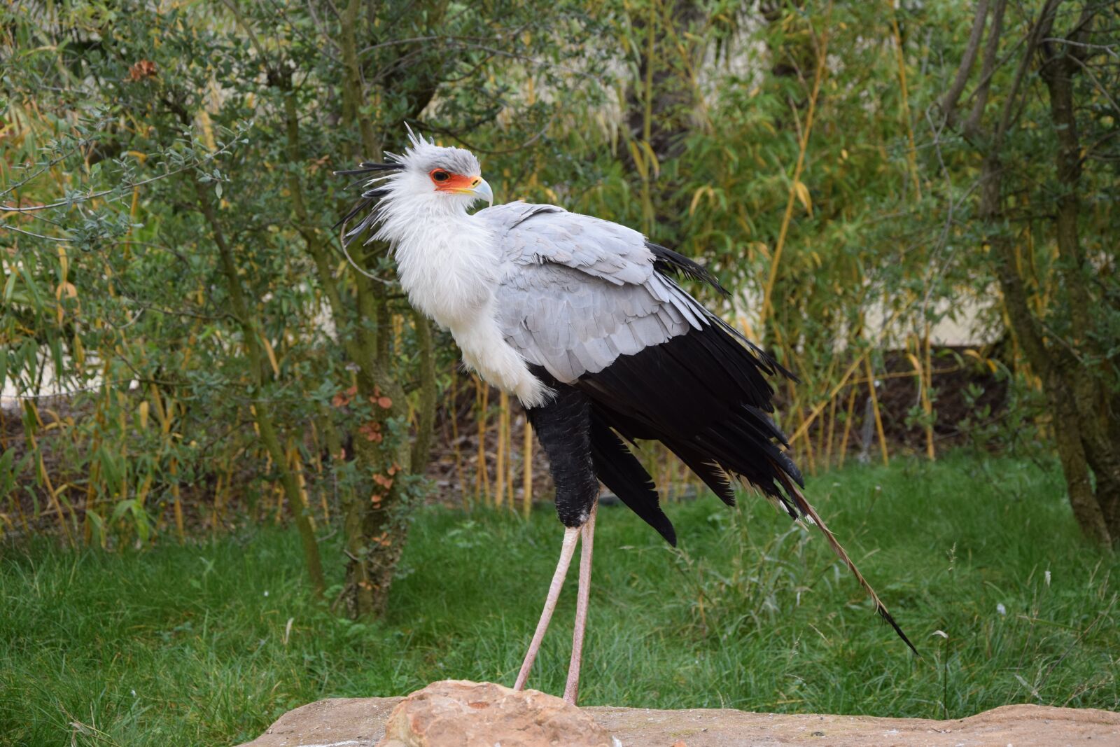 Nikon D5300 sample photo. Bird, majestic, zoo photography