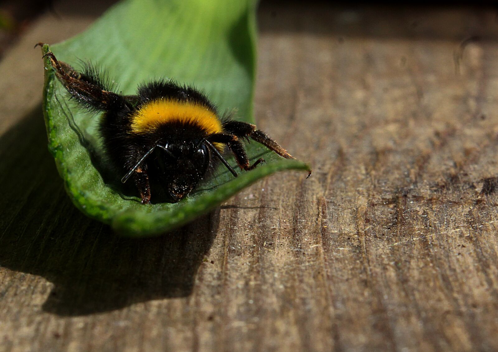 Canon EOS 1200D (EOS Rebel T5 / EOS Kiss X70 / EOS Hi) sample photo. Bumblebee, sheet, insect photography