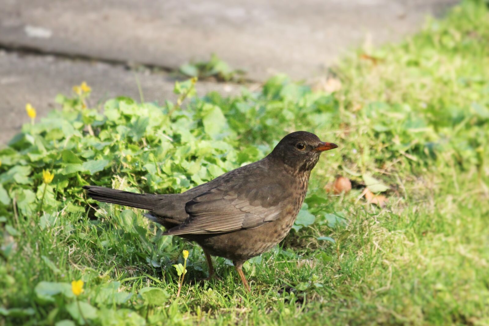 Canon EOS 550D (EOS Rebel T2i / EOS Kiss X4) sample photo. Blackbird, bird, spring photography