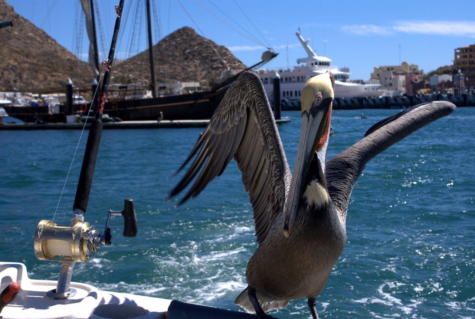 Sony Alpha DSLR-A100 sample photo. Pelican, fishing, birds photography