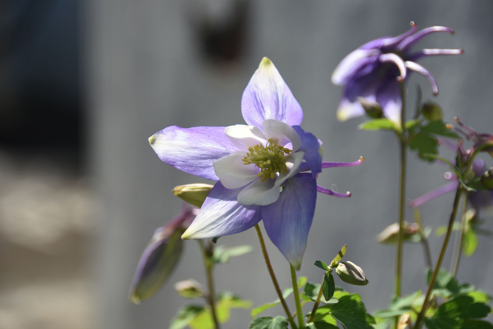 Nikon D7200 sample photo. Purple, flowers, blossom photography