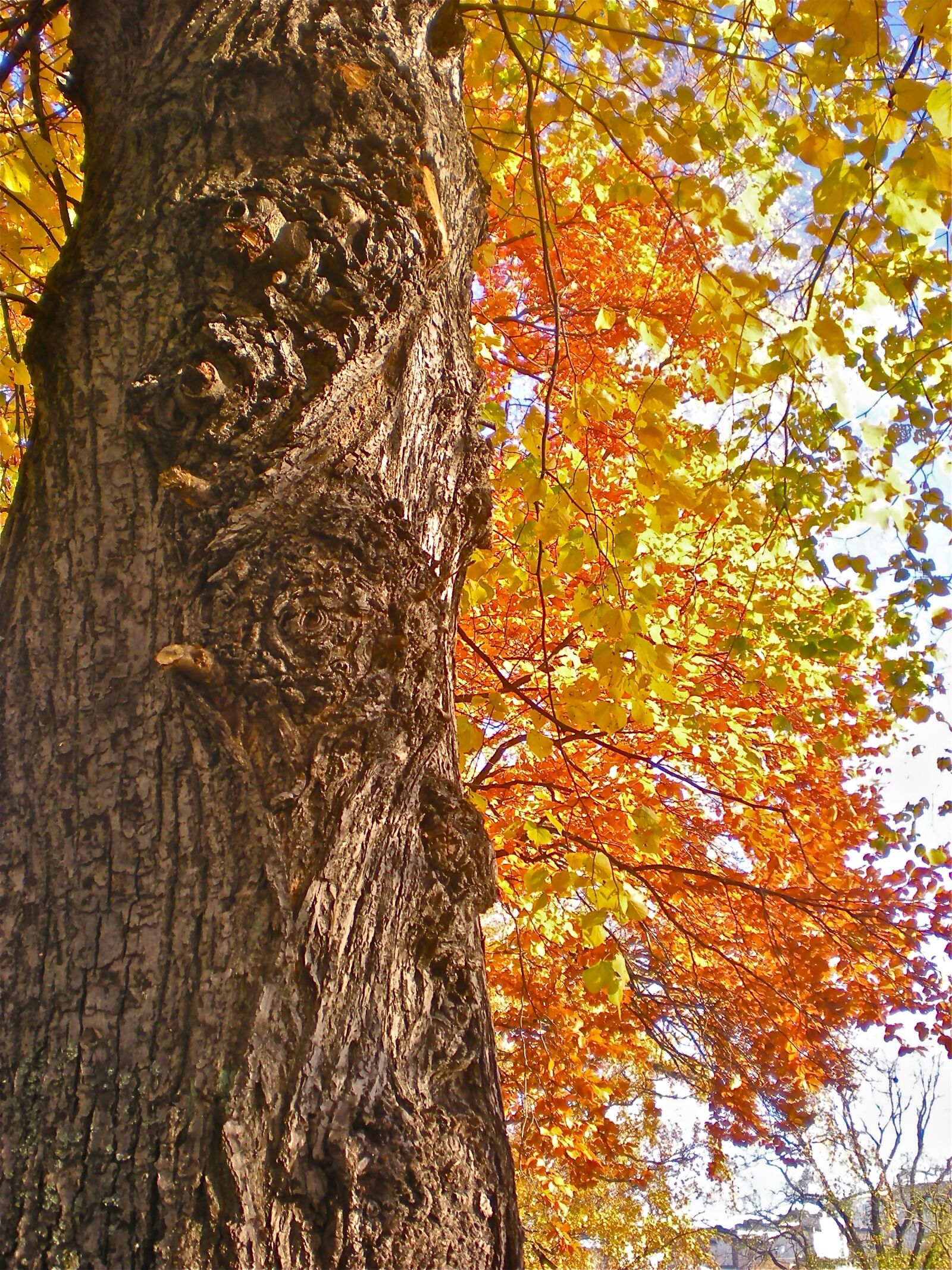 Nikon Coolpix S210 sample photo. Tree, tribe, autumn leaves photography