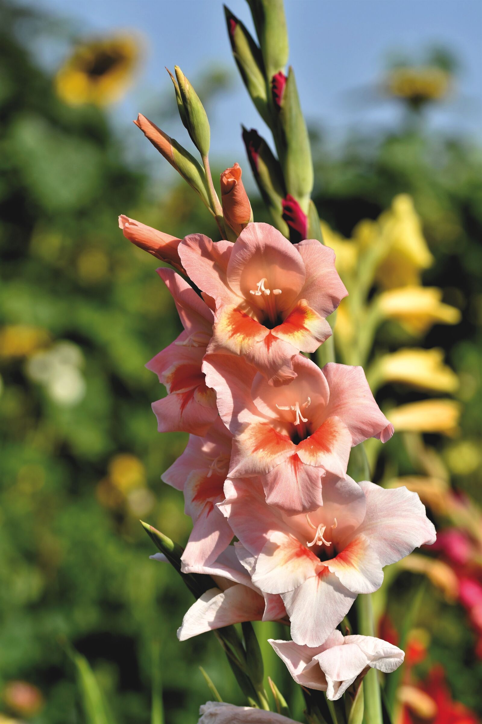 Nikon D7200 sample photo. Gladiolus, flowers, plant photography
