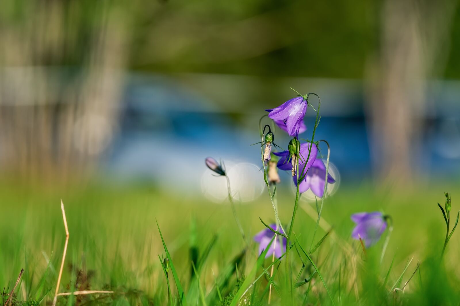 Fujifilm XF 55-200mm F3.5-4.8 R LM OIS sample photo. Bellflower, flower, blossom photography