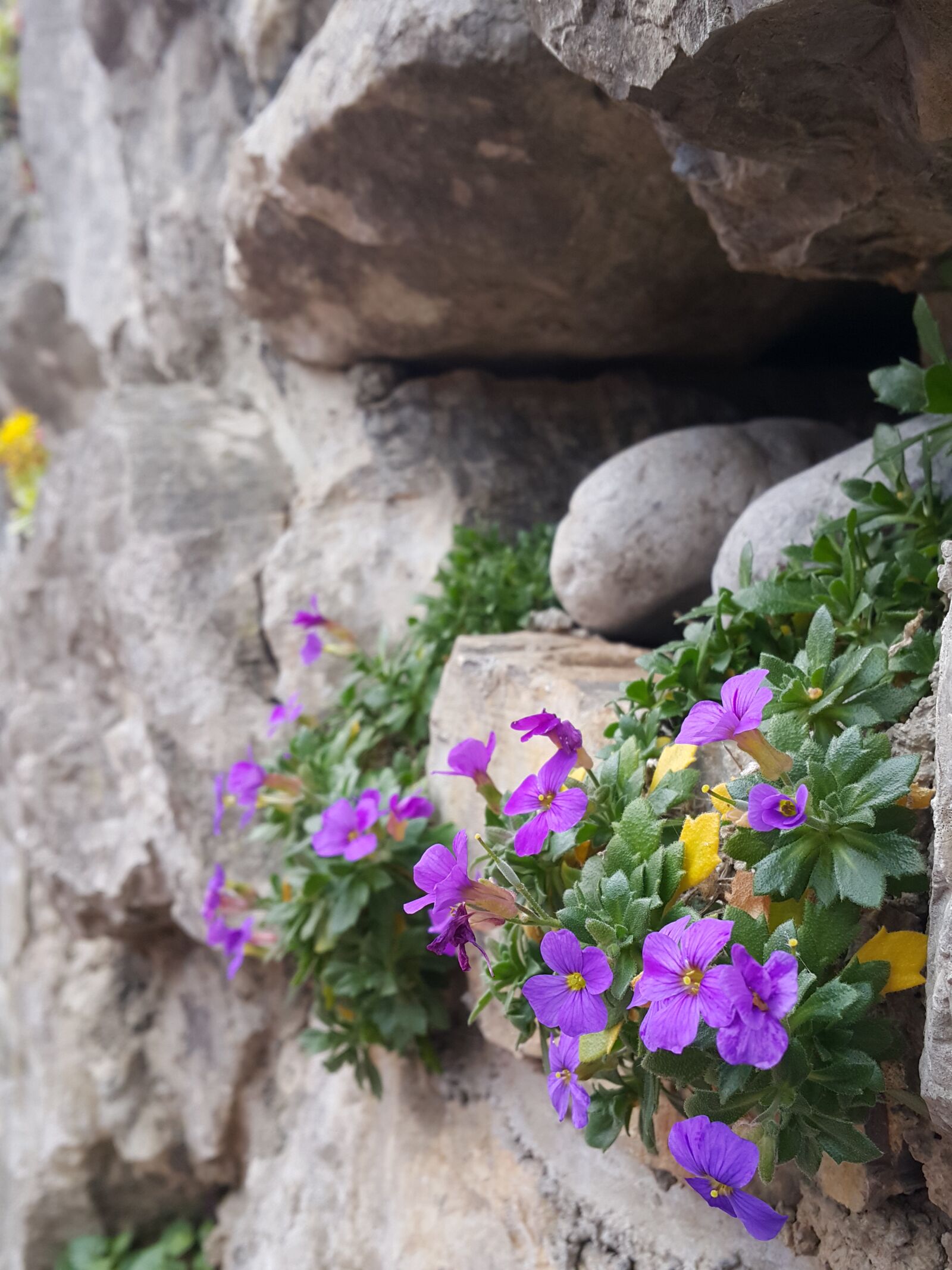 Samsung Galaxy Note4 sample photo. Flowers, grey, purple, flowers photography