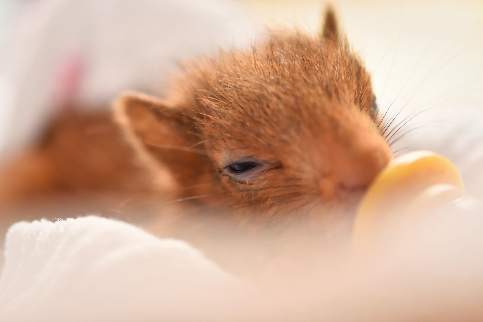 Nikon D7200 sample photo. Squirrel, baby, beef up photography