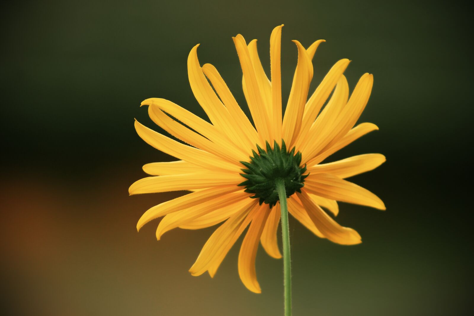 Canon EOS 1100D (EOS Rebel T3 / EOS Kiss X50) sample photo. Perennials-sun flower, sunflower, backwards photography