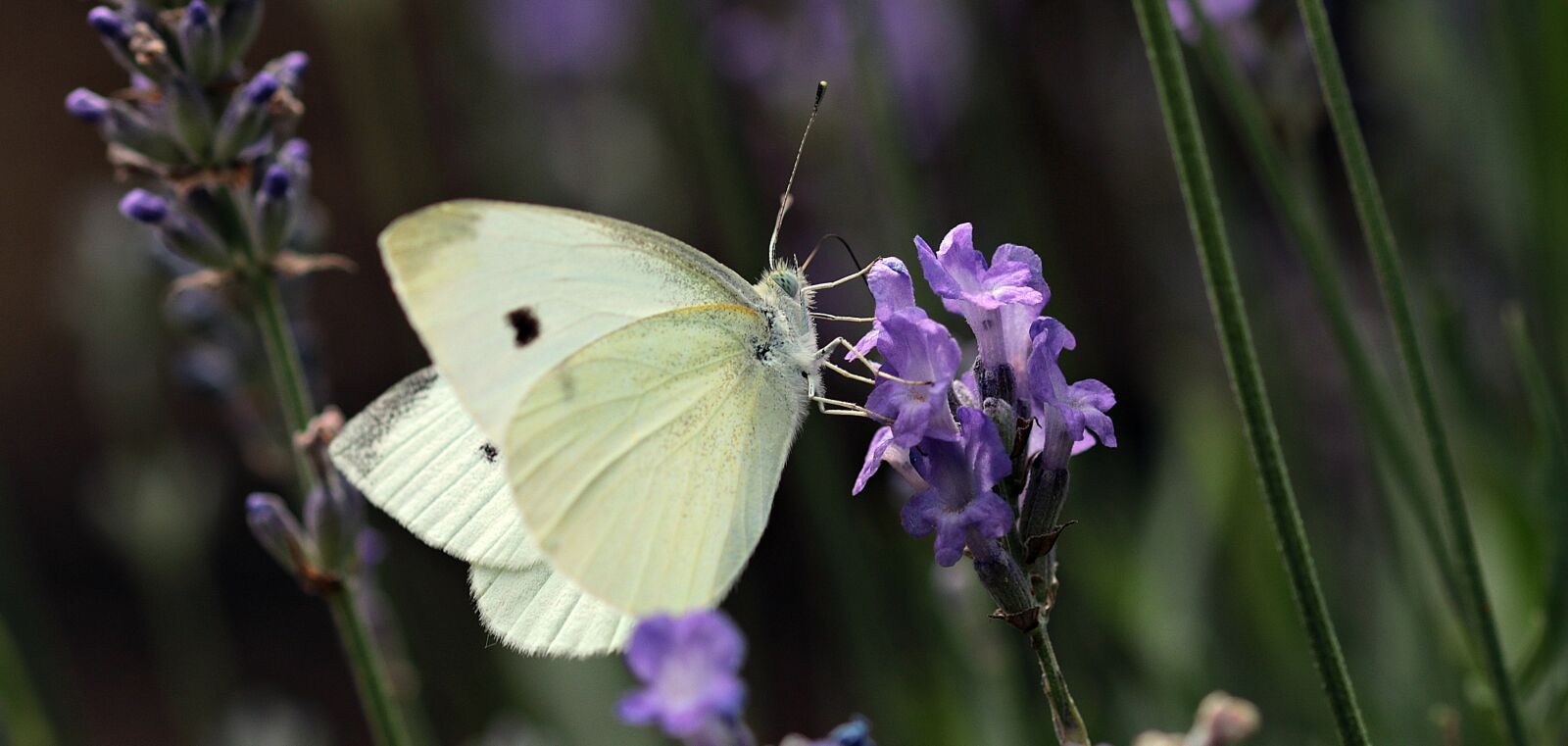 Canon EOS 80D sample photo. Butterfly, garden, nature photography