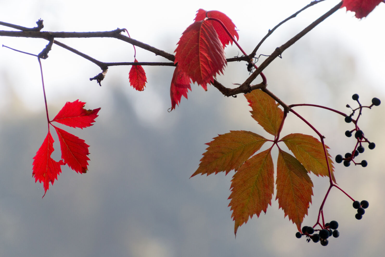 Canon EOS 70D sample photo. Autumn, leaves photography