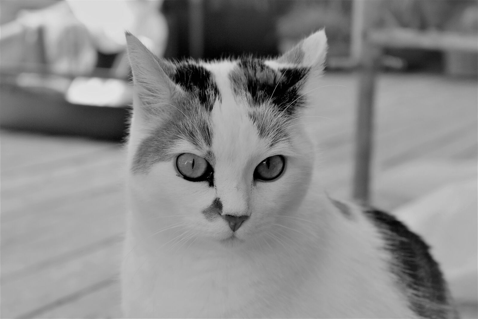Nikon D5500 sample photo. Cat, white, animal photography