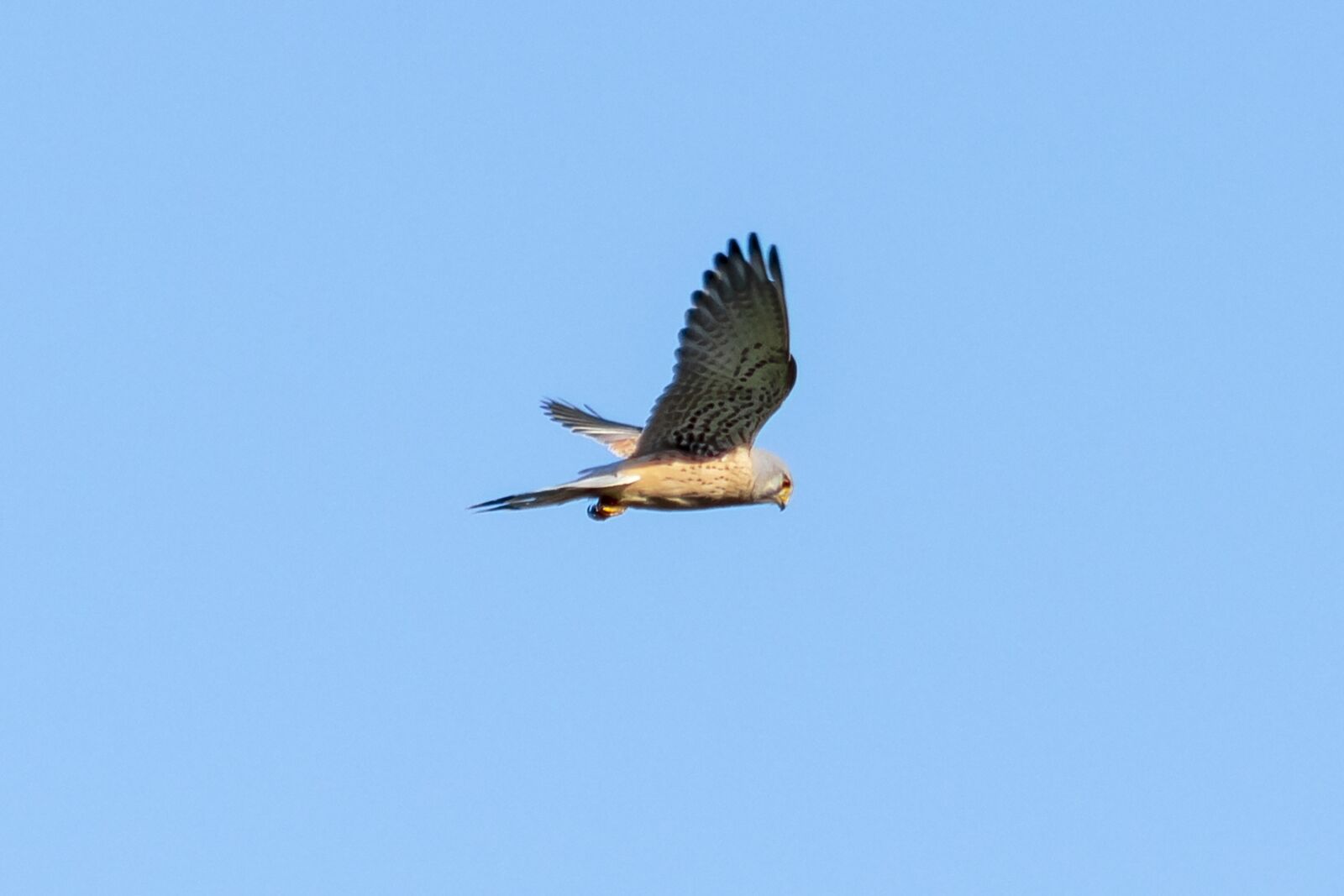 Canon EF75-300mm f/4-5.6 sample photo. Red-footed falcon, bird of photography