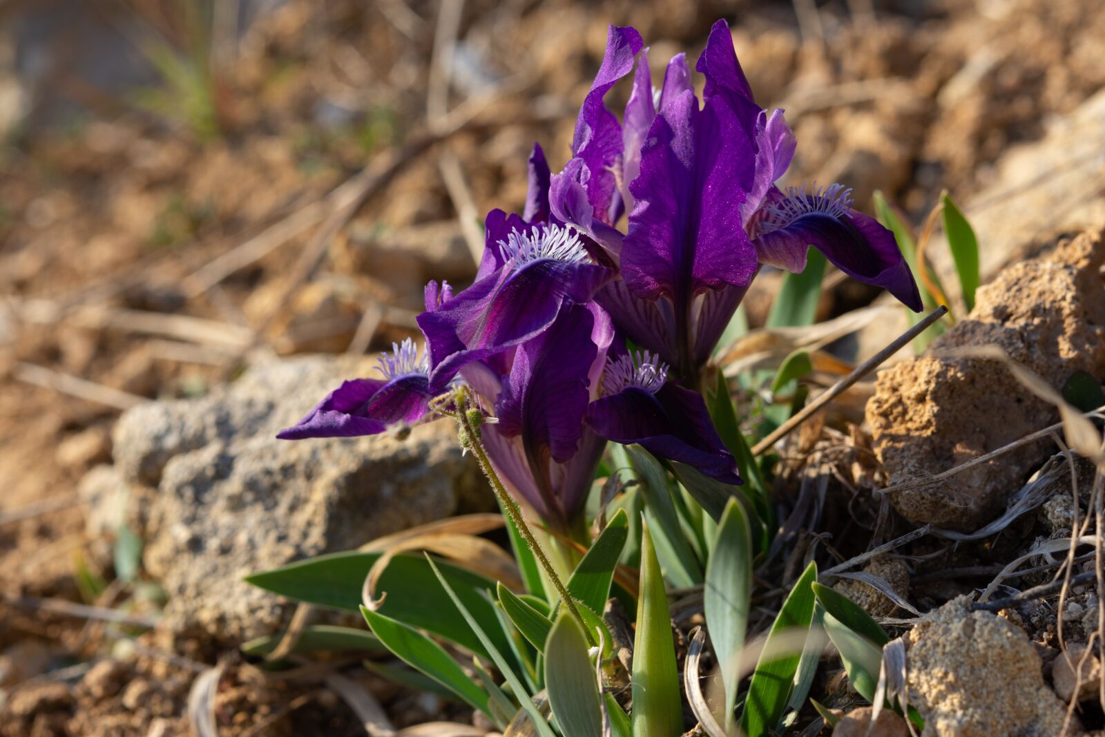 Nikon D7200 sample photo. Irises, lilac flowers, spring photography