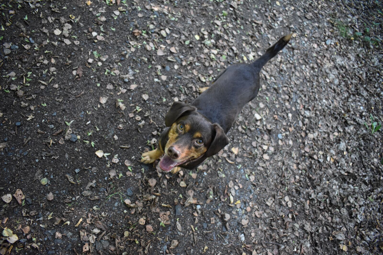 Nikon D3500 sample photo. Sweet, dog look, dog photography