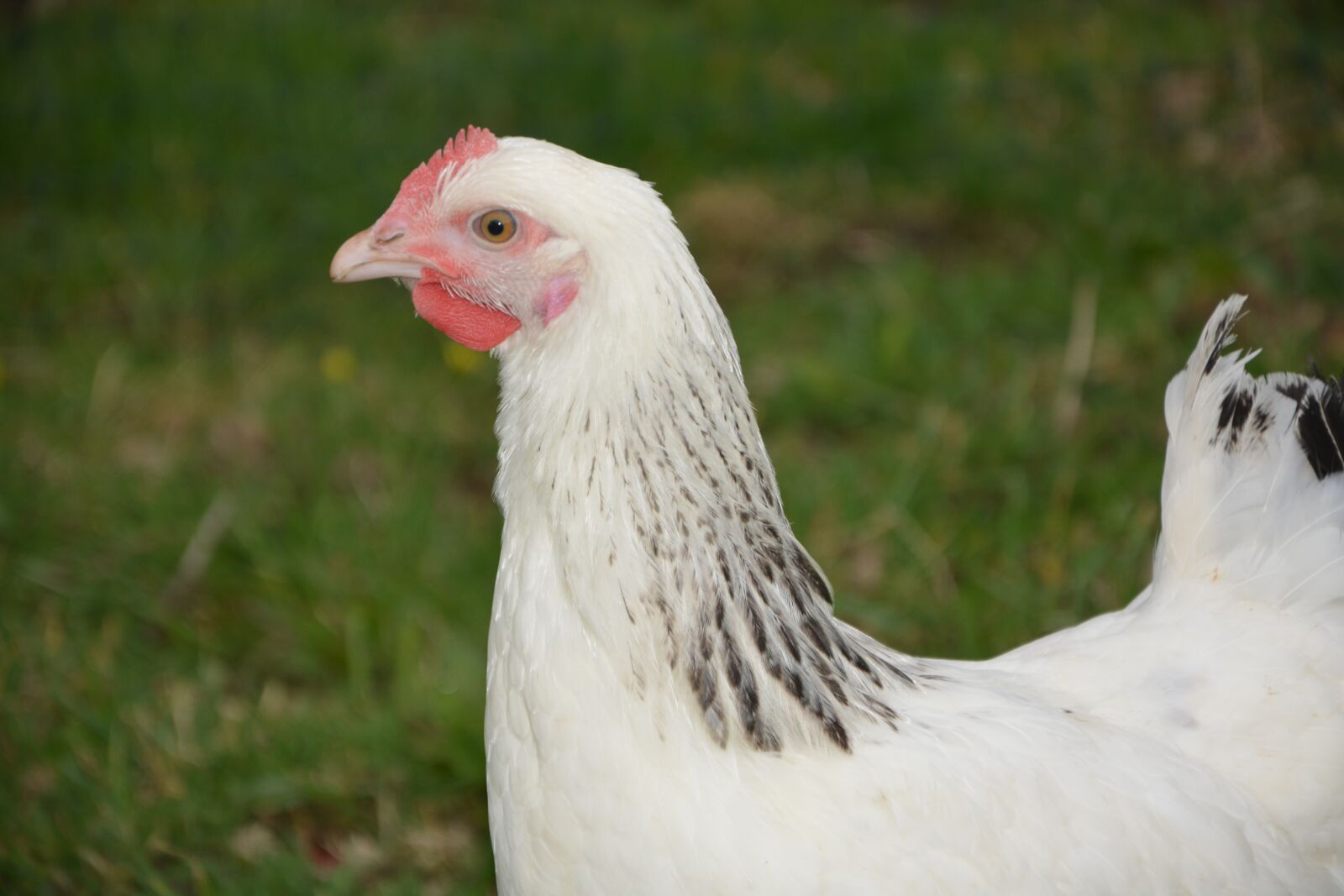 Nikon D5200 sample photo. Hen sussex, laying hen photography