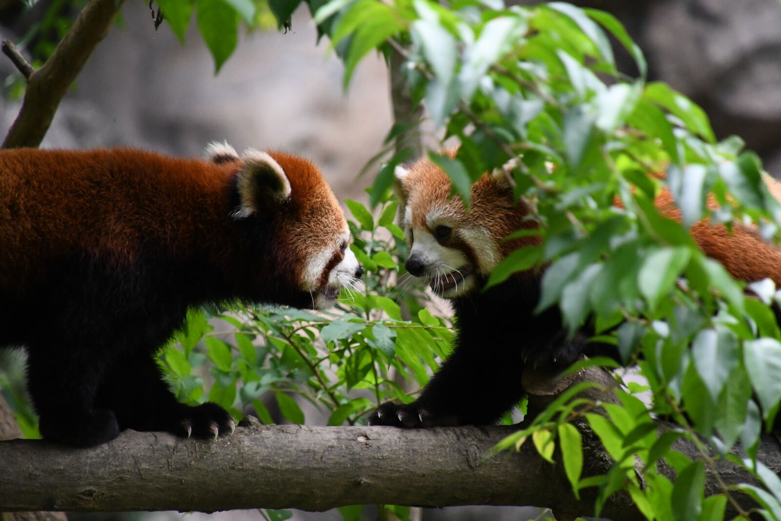 Nikon D7500 sample photo. Redpanda, animal, zoo photography