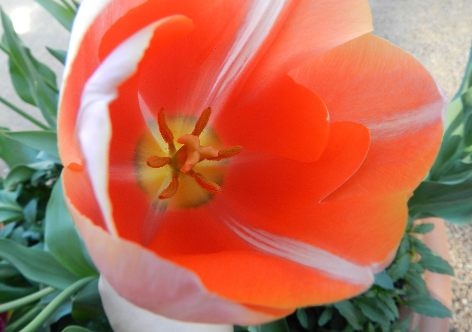 Nikon Coolpix P500 sample photo. Flower, inside, orange photography