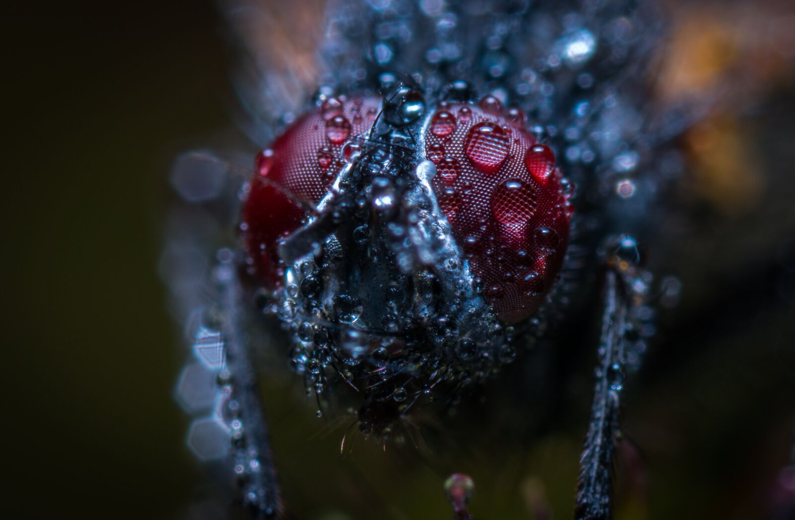 #124 65/2.8 sample photo. Nature, insect, krupnyj plan photography