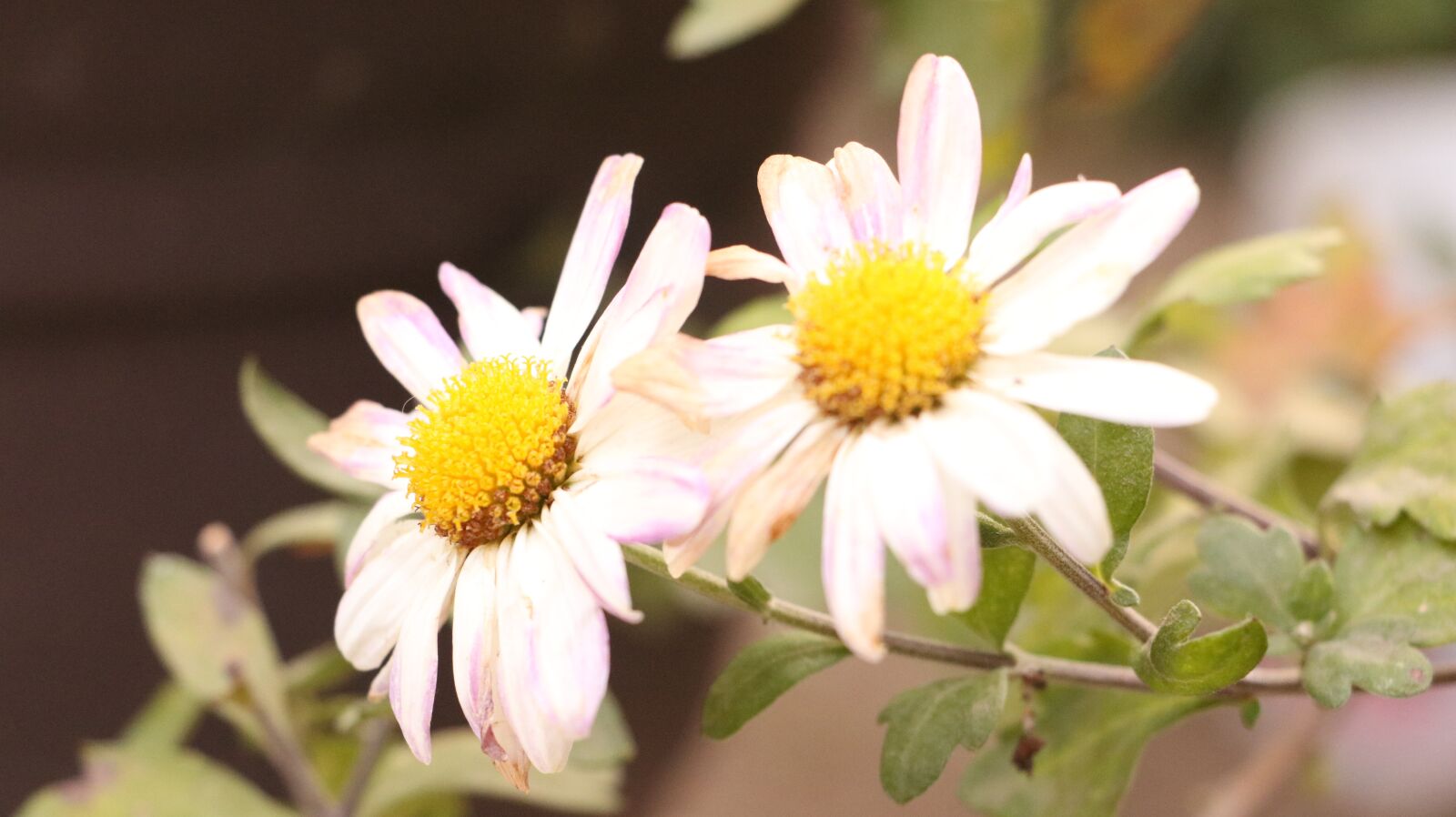 Canon EOS 750D (EOS Rebel T6i / EOS Kiss X8i) sample photo. Flowers, garden, plant photography