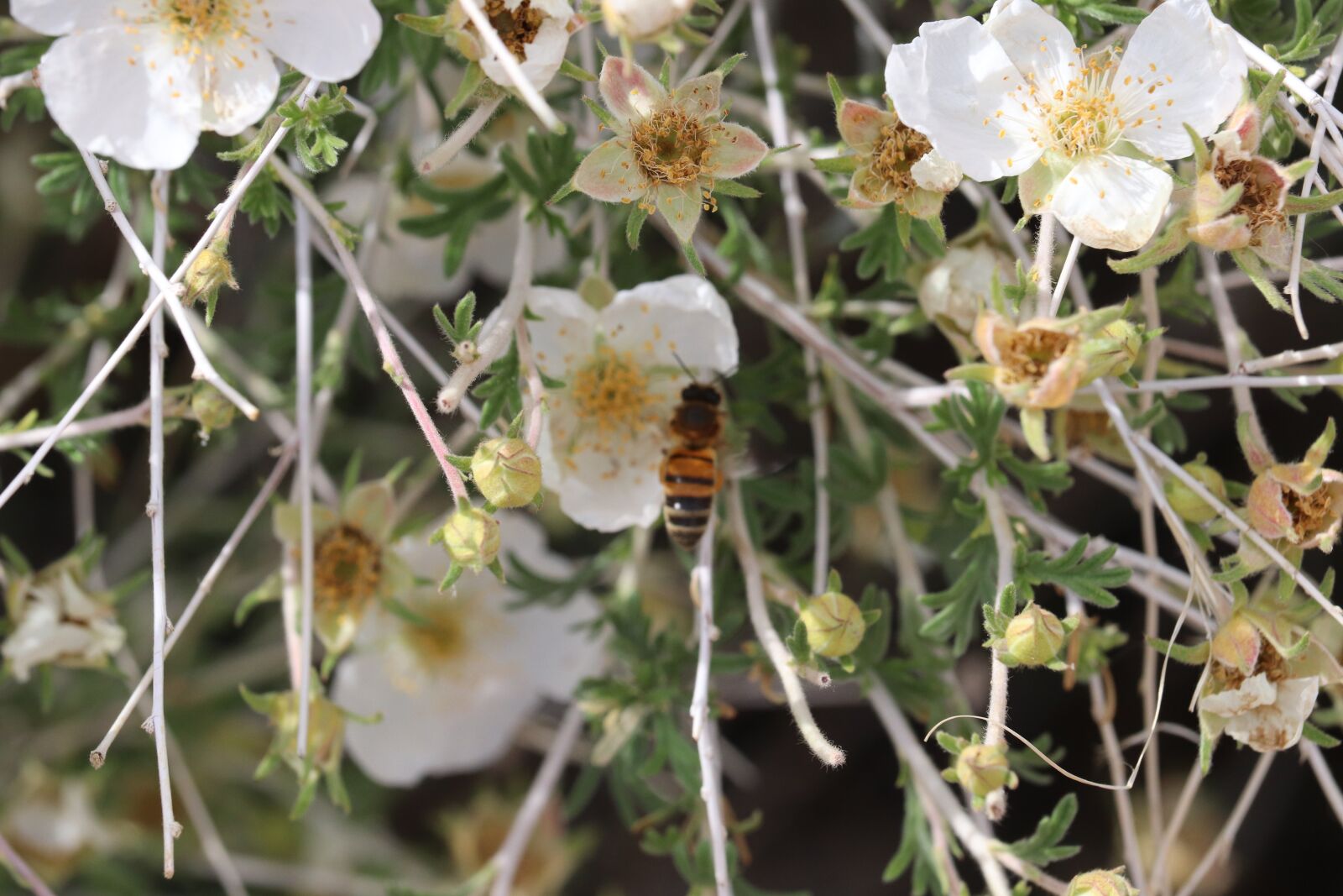 Canon EOS 200D (EOS Rebel SL2 / EOS Kiss X9) sample photo. Flowers, bee, insect photography