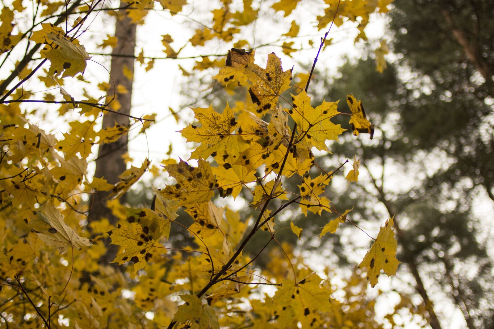 Canon EF 35mm F2 sample photo. Leaf, foliage, maple photography