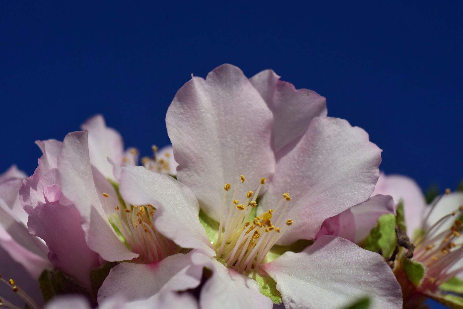 Nikon D3300 sample photo. Almond tree, almond blossom photography